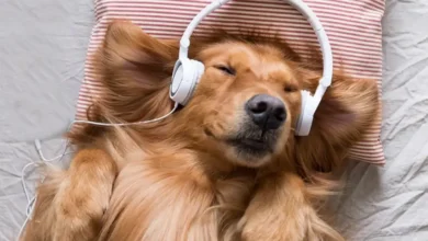 Music For Dogs