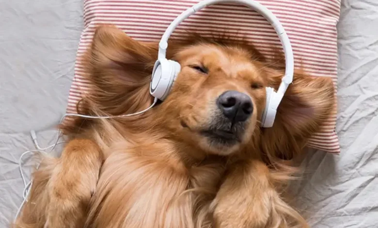 Music For Dogs