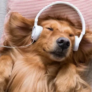 Best Relaxing Dogs Music