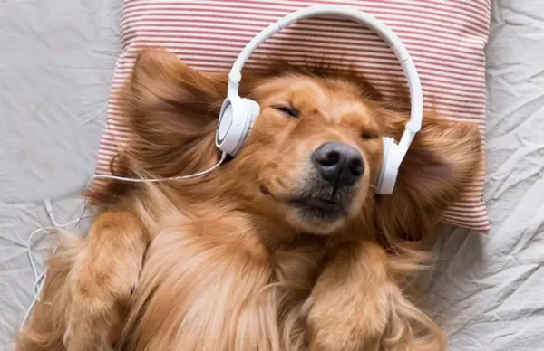 Best Relaxing Dogs Music