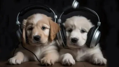 Music For Puppies